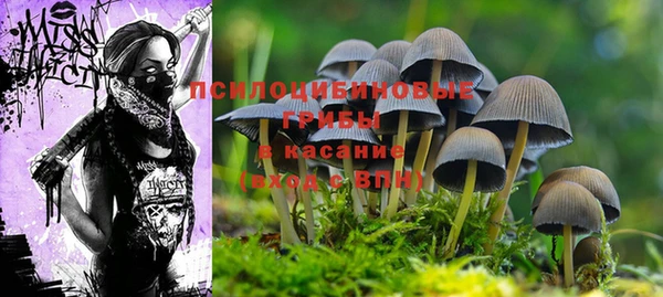 PSILOCYBIN Волосово